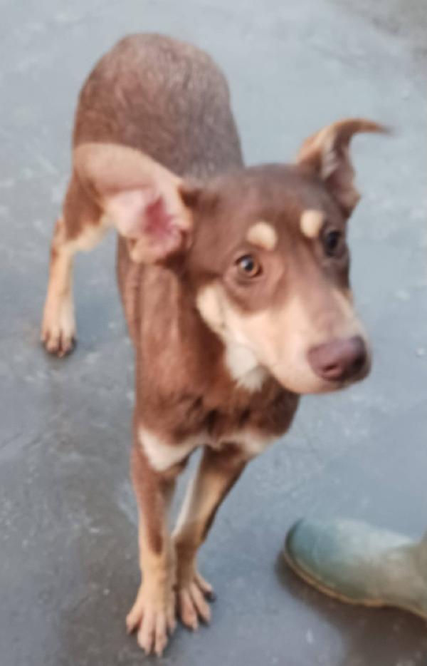 Nutella, cucciolo buonissimo Foto 2